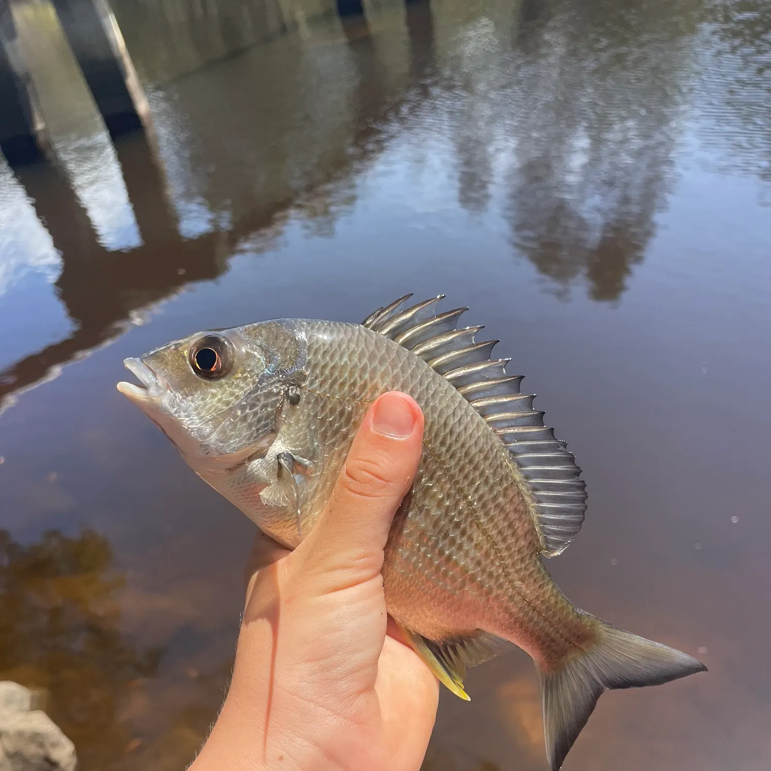 Surf bream caught on Fishbrain