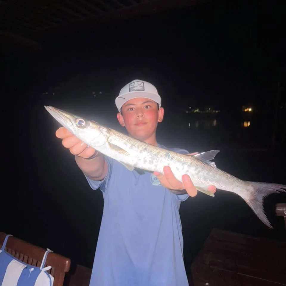 Great barracuda caught on Fishbrain
