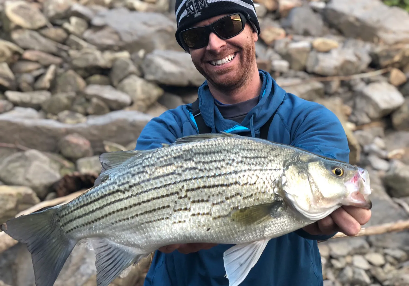 Hybrid striped bass