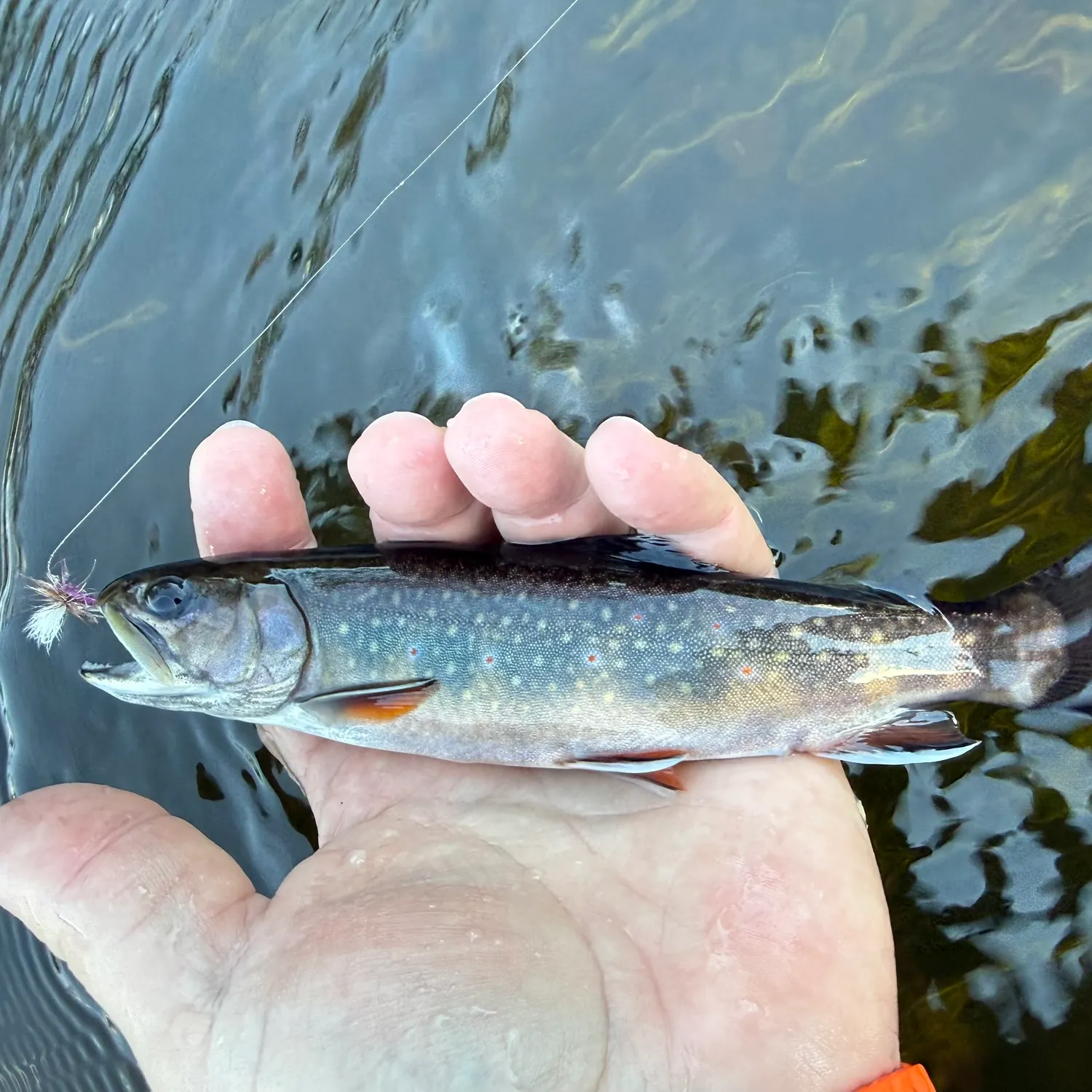 Brook trout caught on Fishbrain