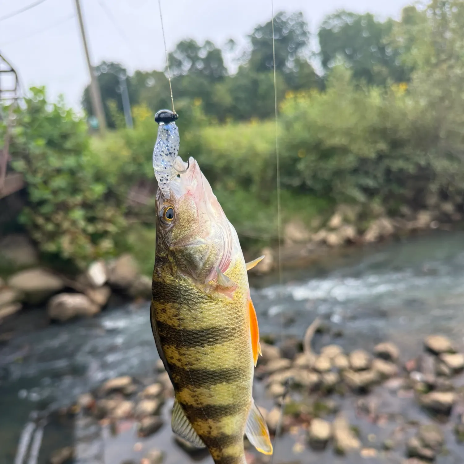 Yellow perch caught on Fishbrain