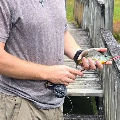 Bluegill caught on Fishbrain