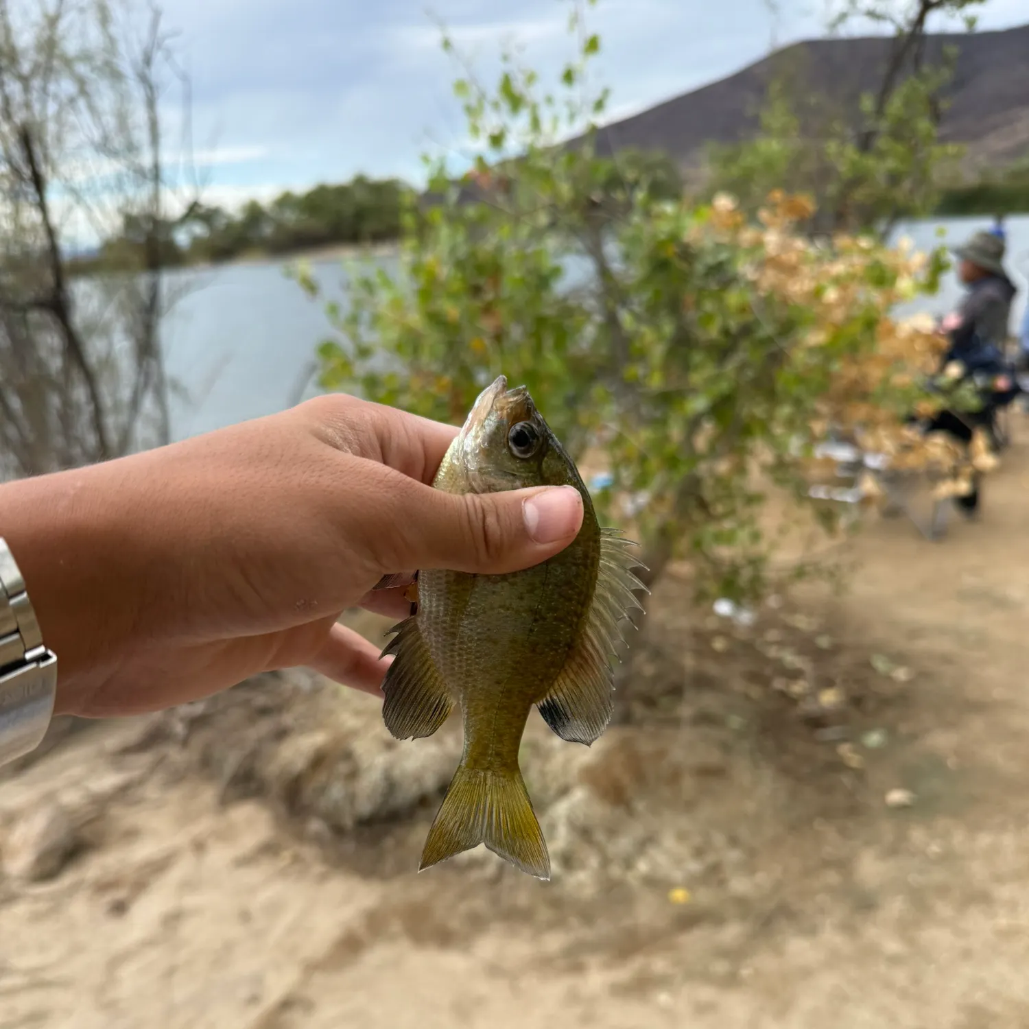 Bluegill caught on Fishbrain