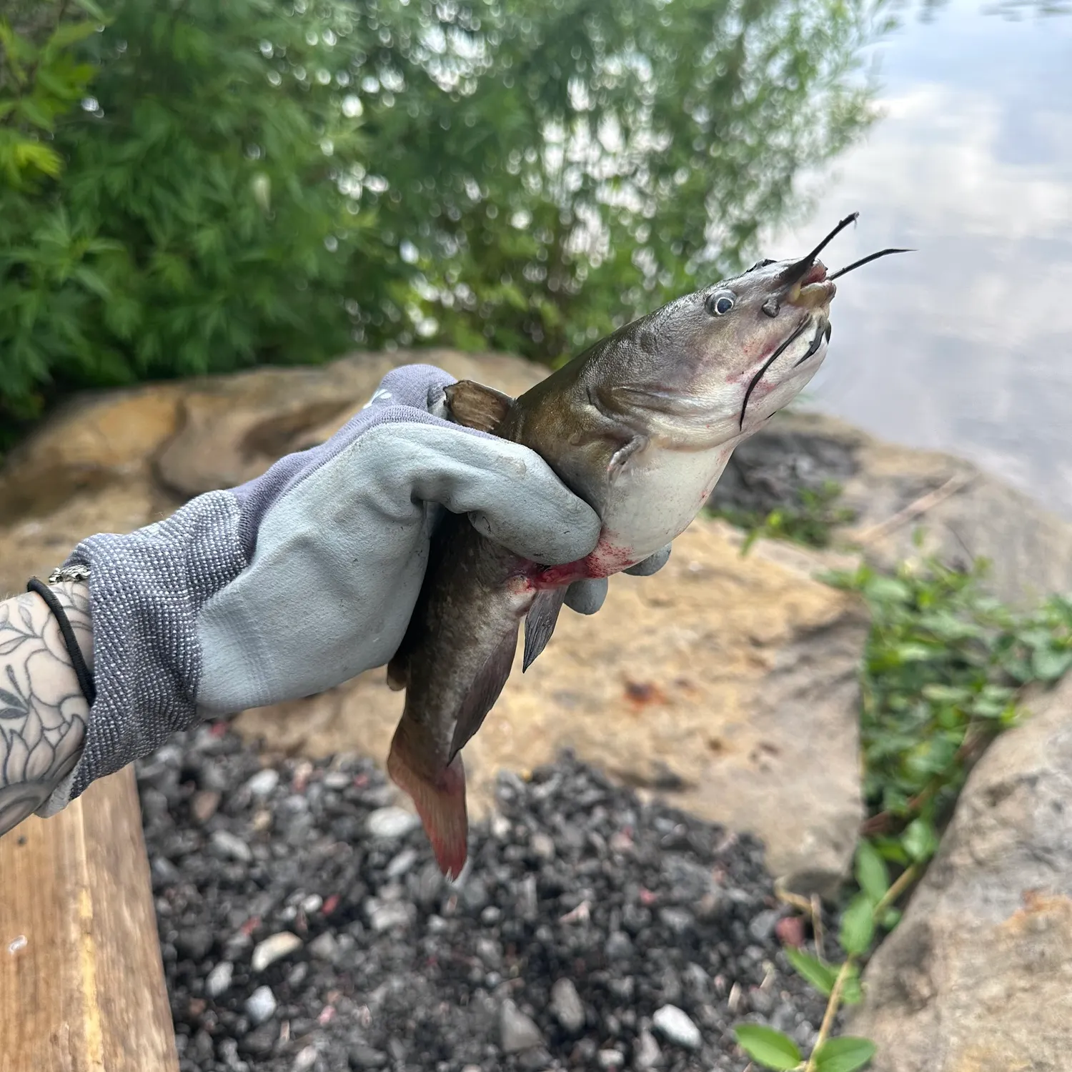 catch
