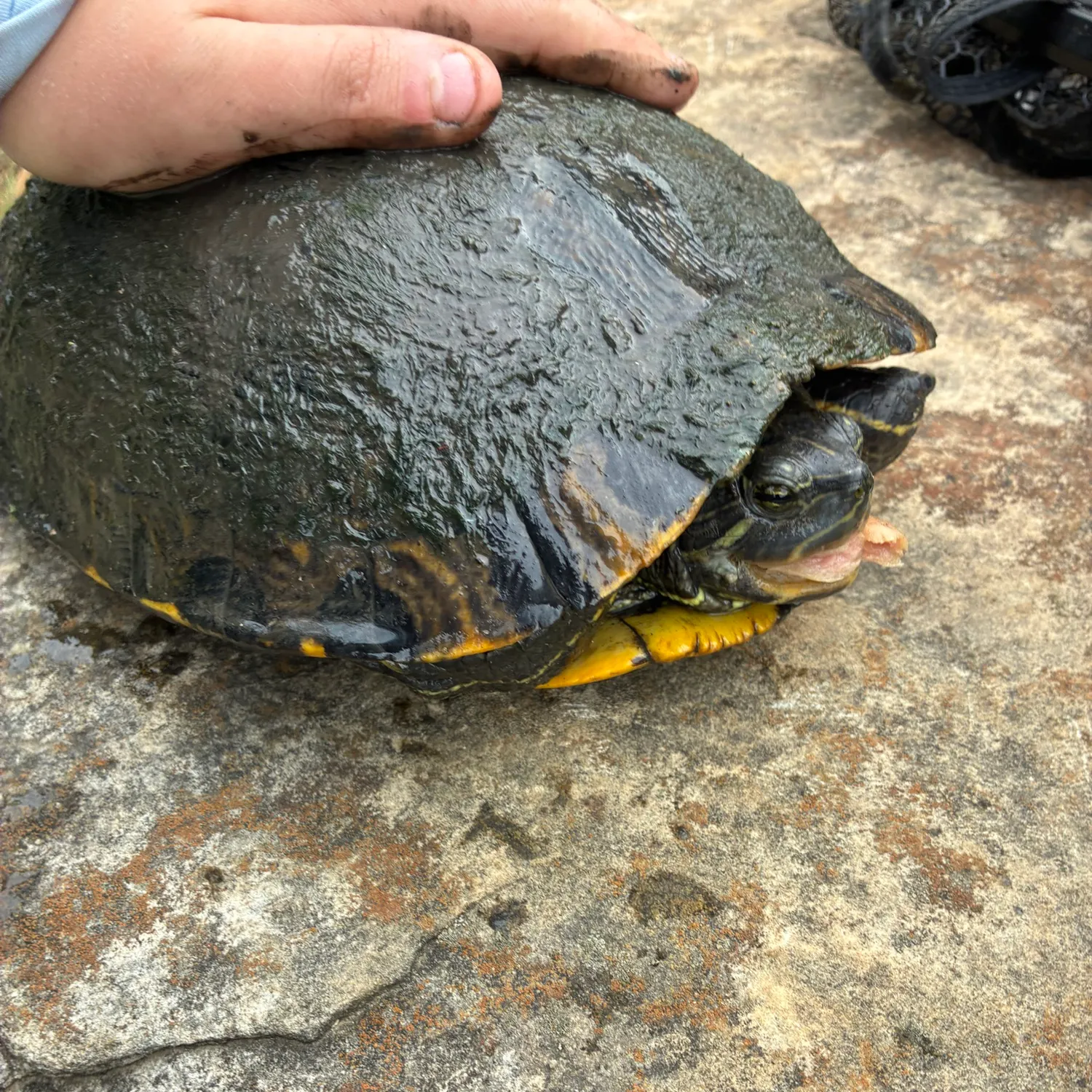 Pond slider turtle caught on Fishbrain