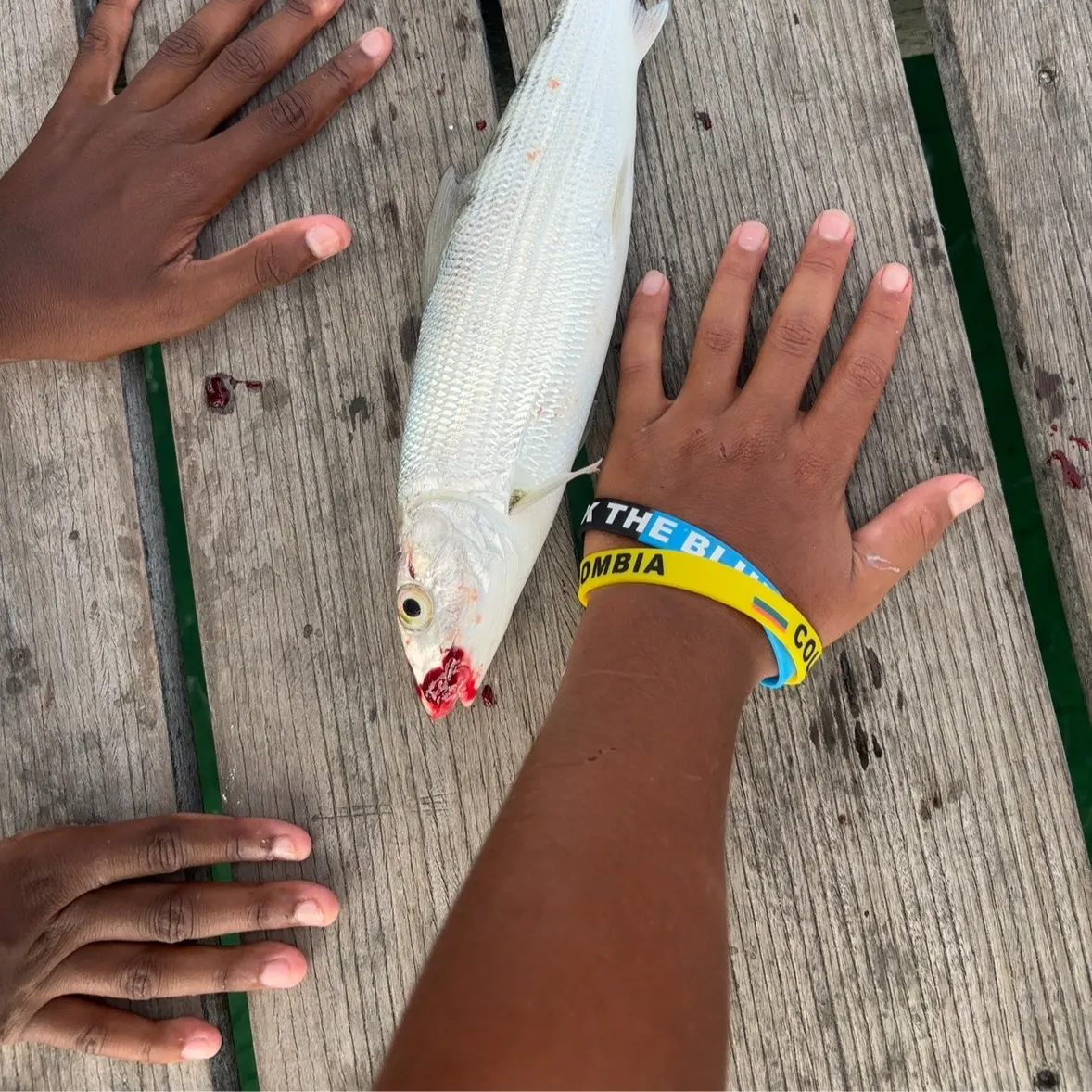 The most recent Longjaw bonefish catches on Fishbrain