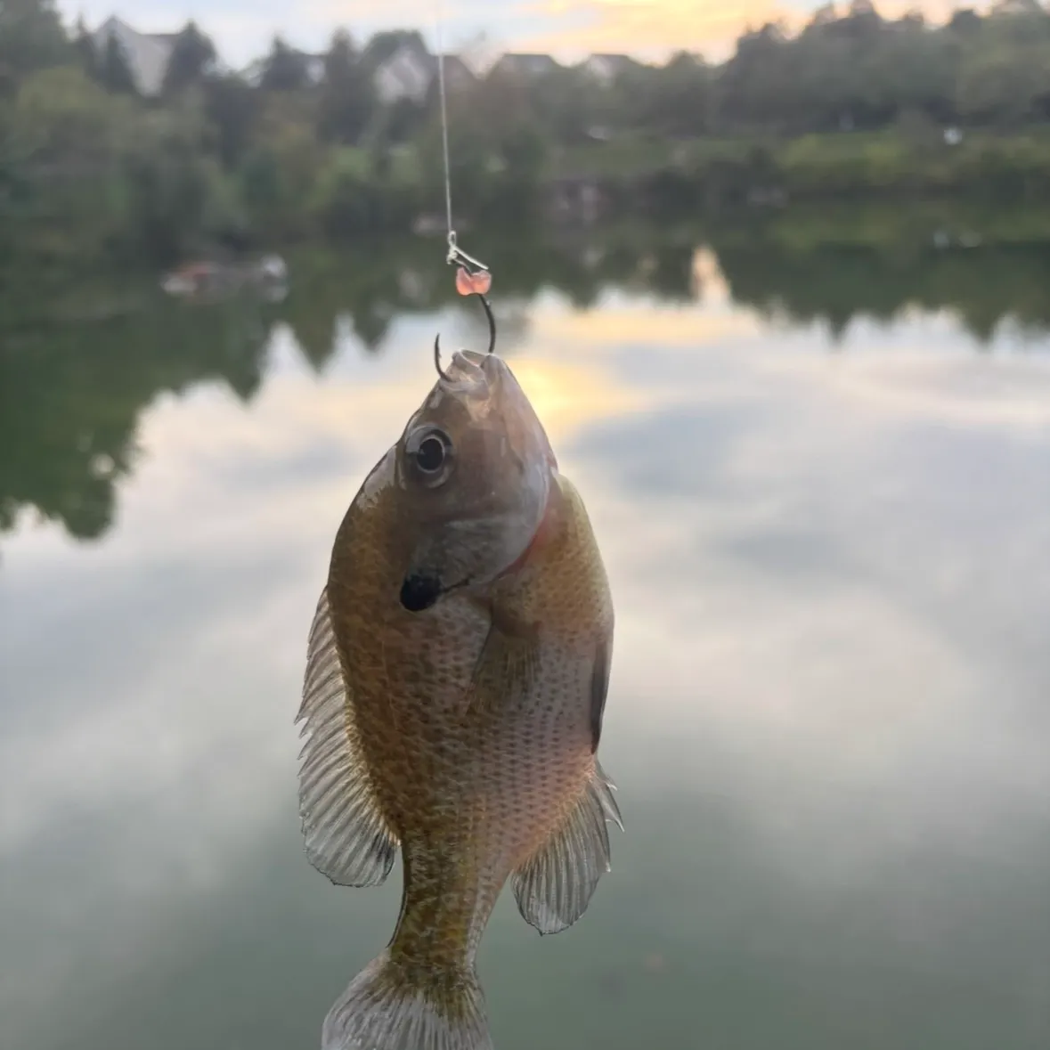 The most recent Bluegill catches on Fishbrain
