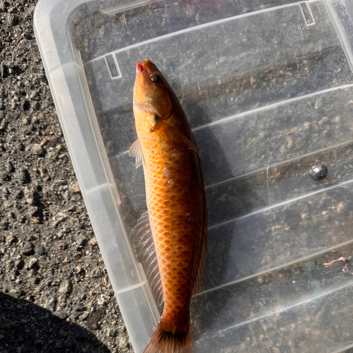 The most recent Señorita catches on Fishbrain