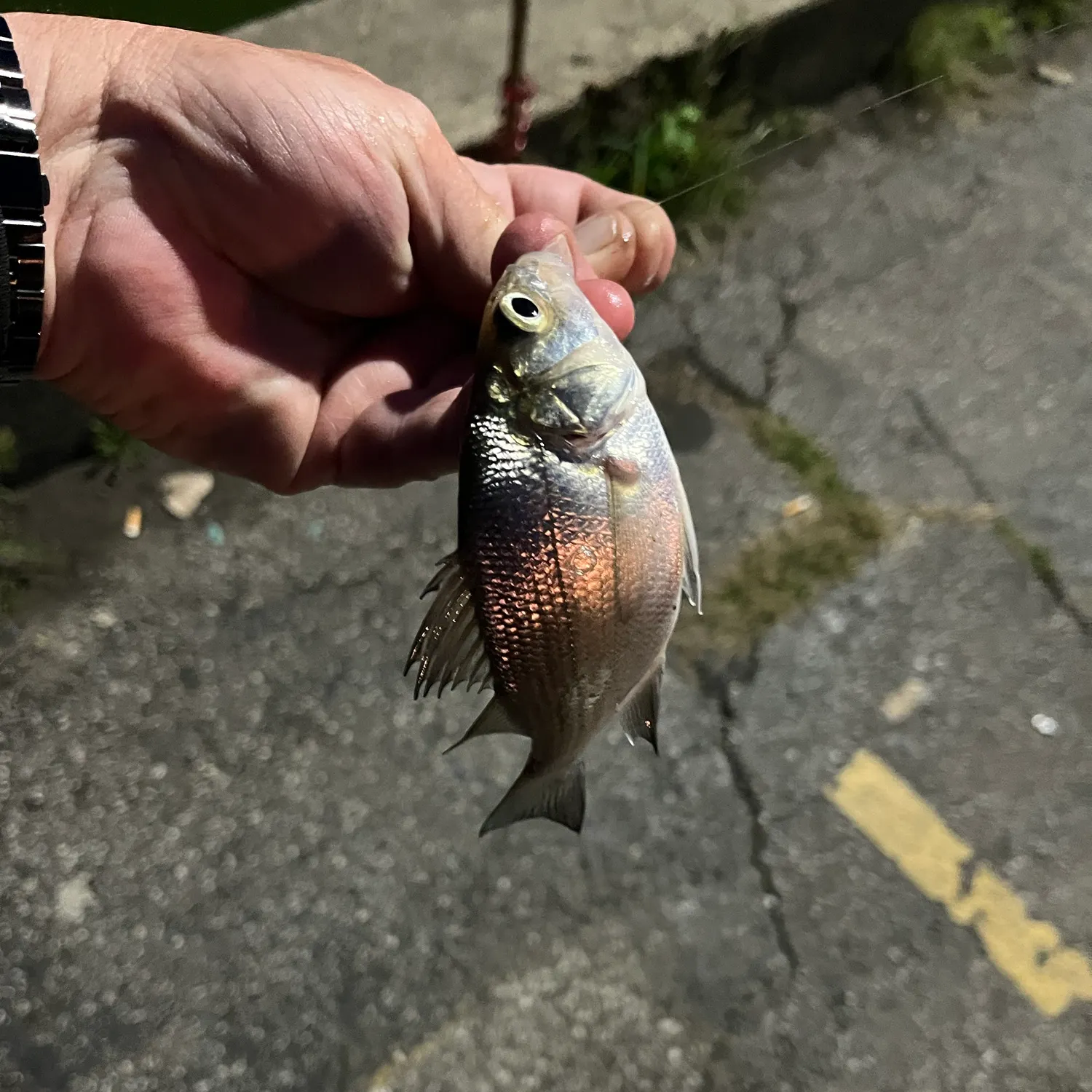 White perch caught on Fishbrain
