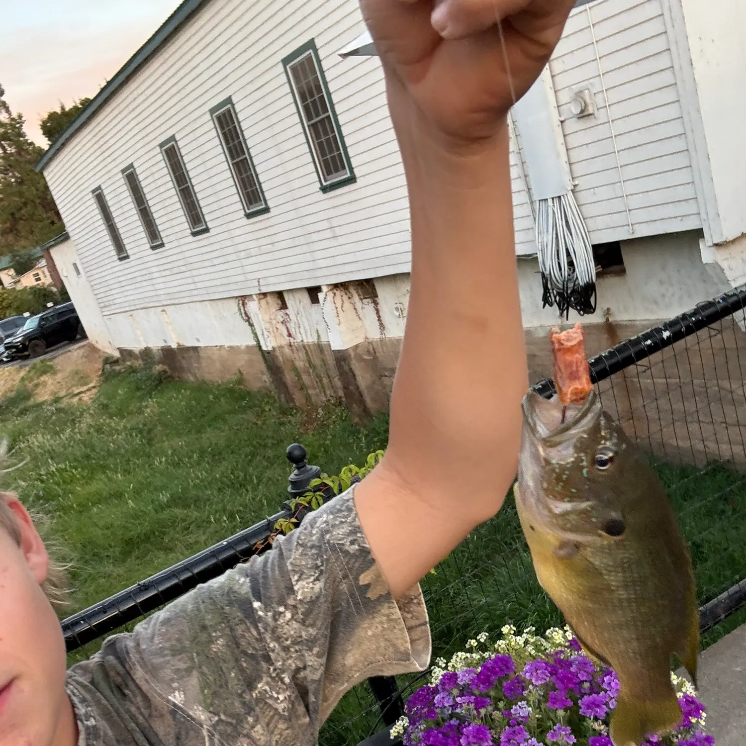 Bluegill caught on Fishbrain