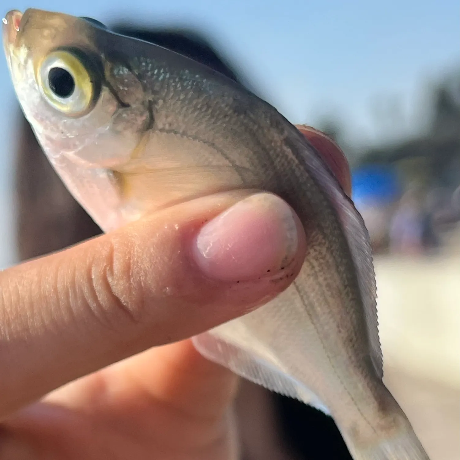 The most recent Silver surfperch catches on Fishbrain