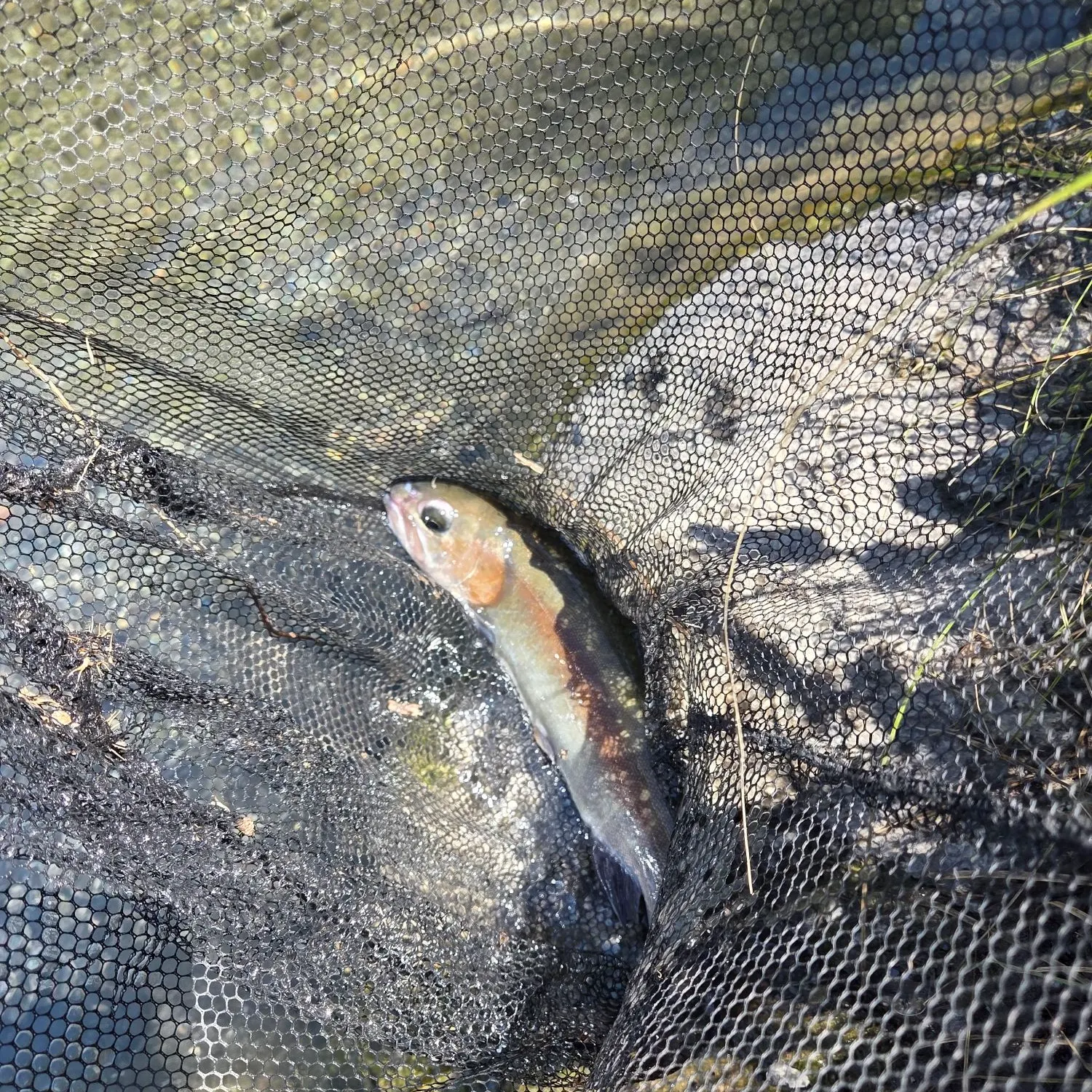 Cutbow caught on Fishbrain