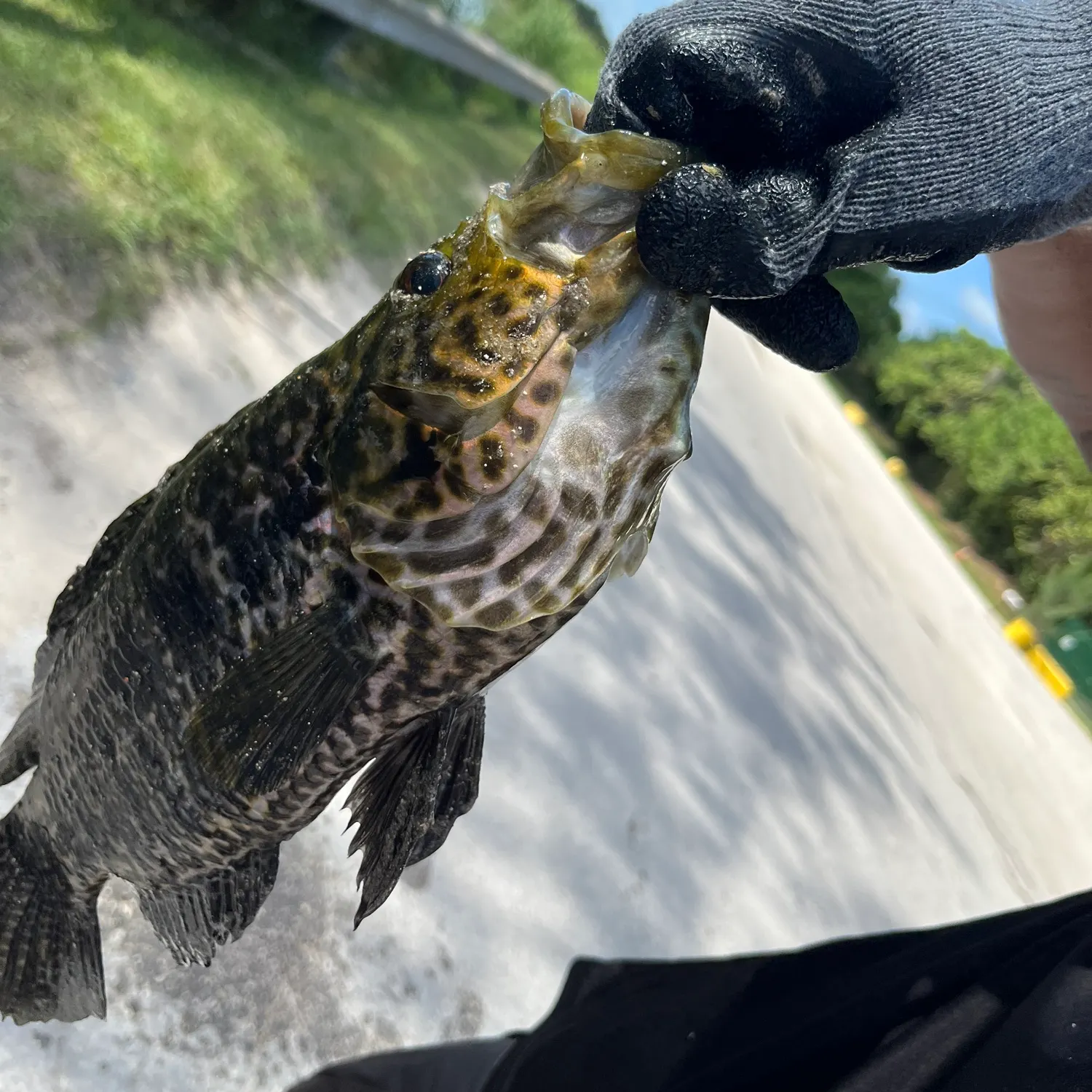 The most recent Jaguar cichlid catches on Fishbrain