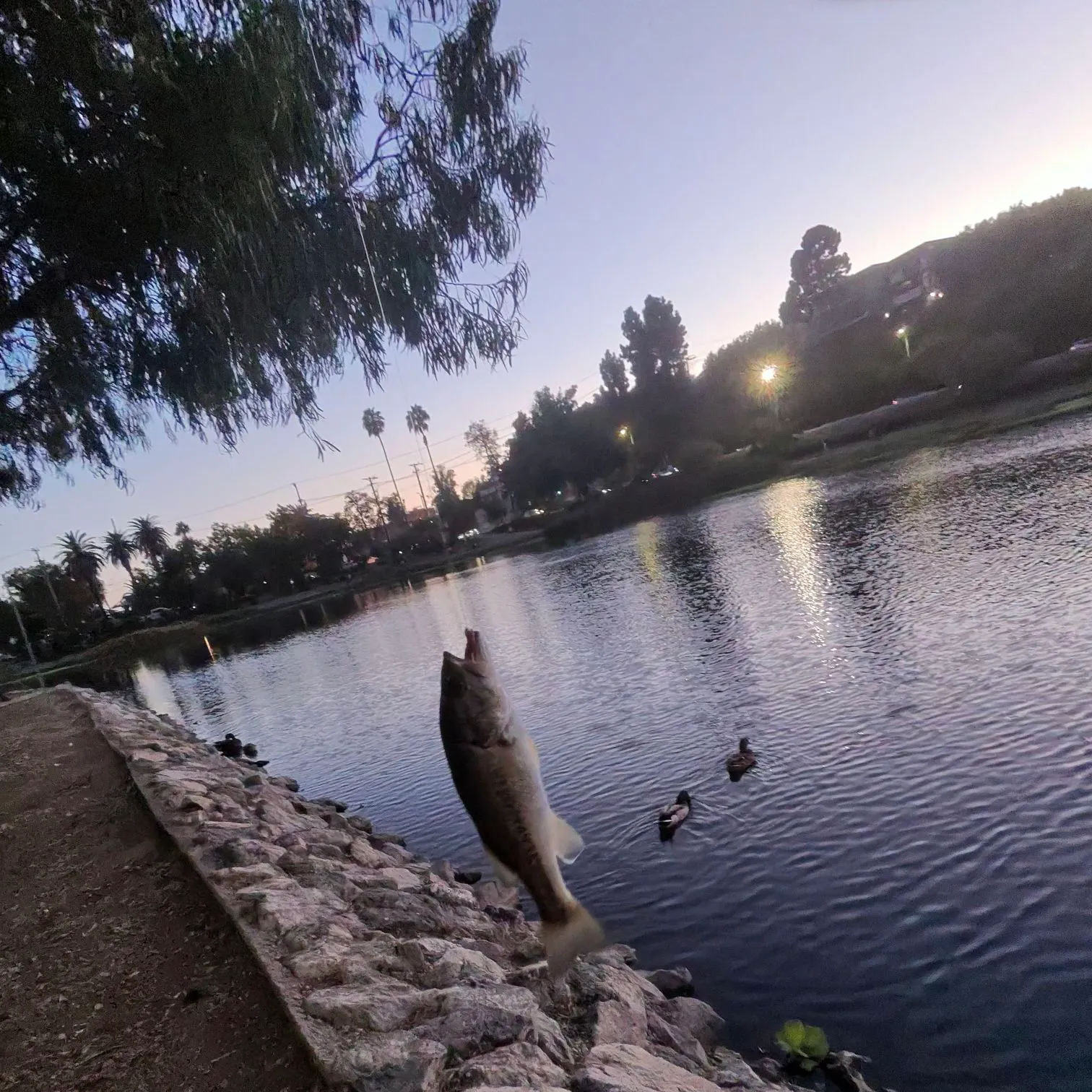 catch