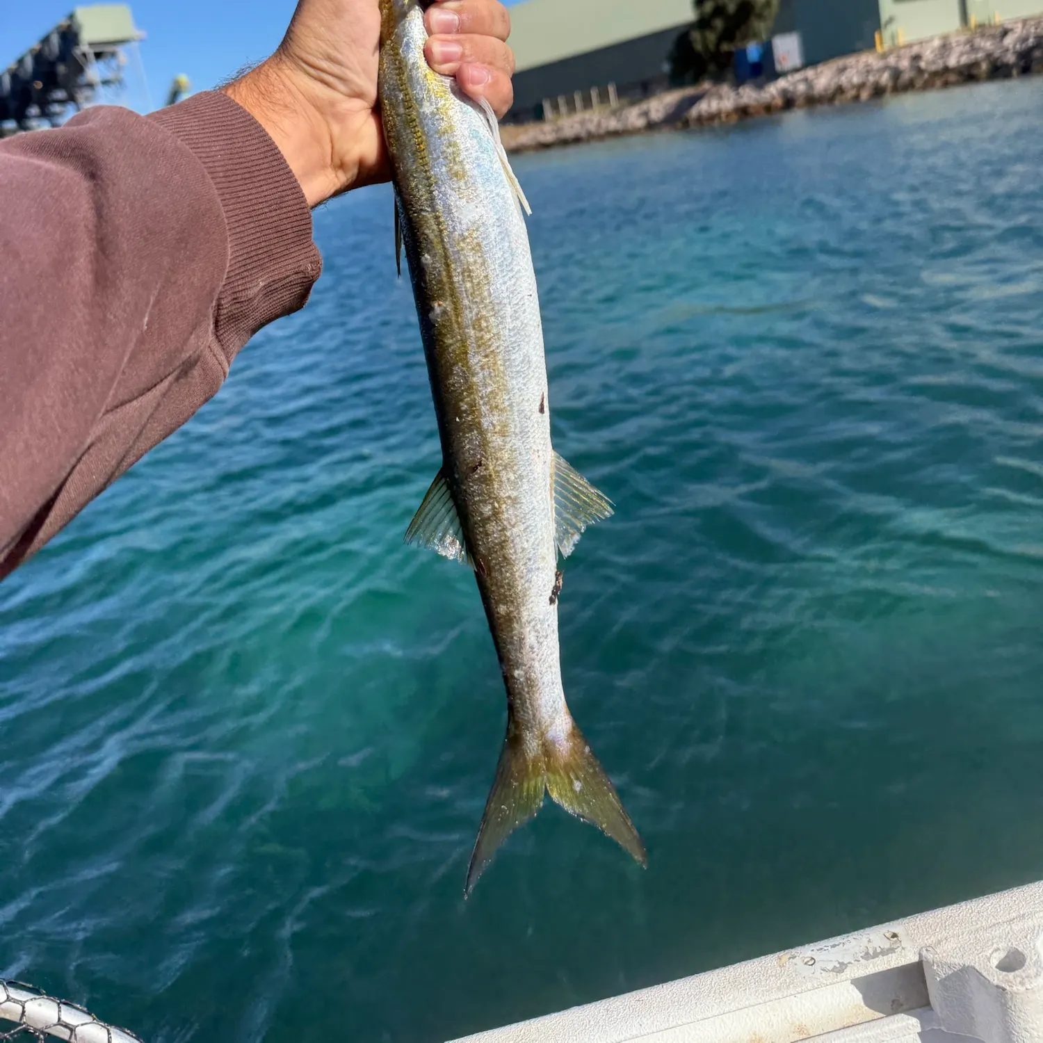 Australian barracuda caught on Fishbrain
