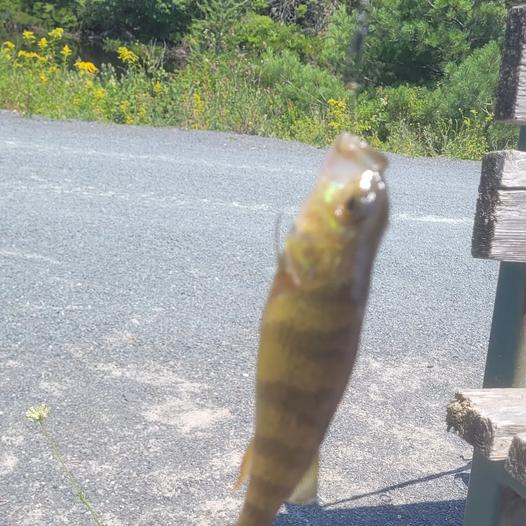 Yellow perch caught on Fishbrain
