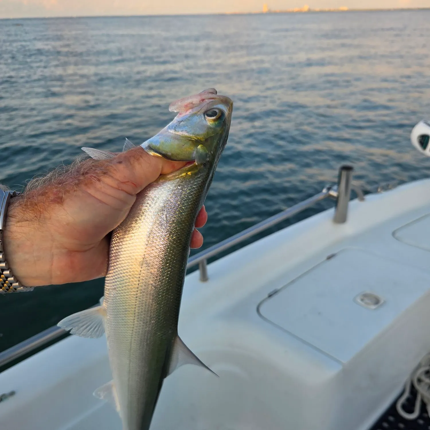 Ladyfish caught on Fishbrain