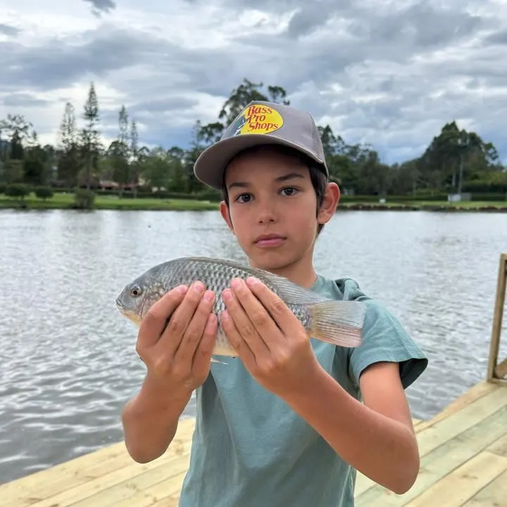Nile tilapia caught on Fishbrain