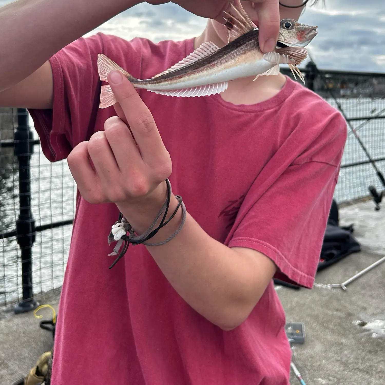 Red gurnard caught on Fishbrain