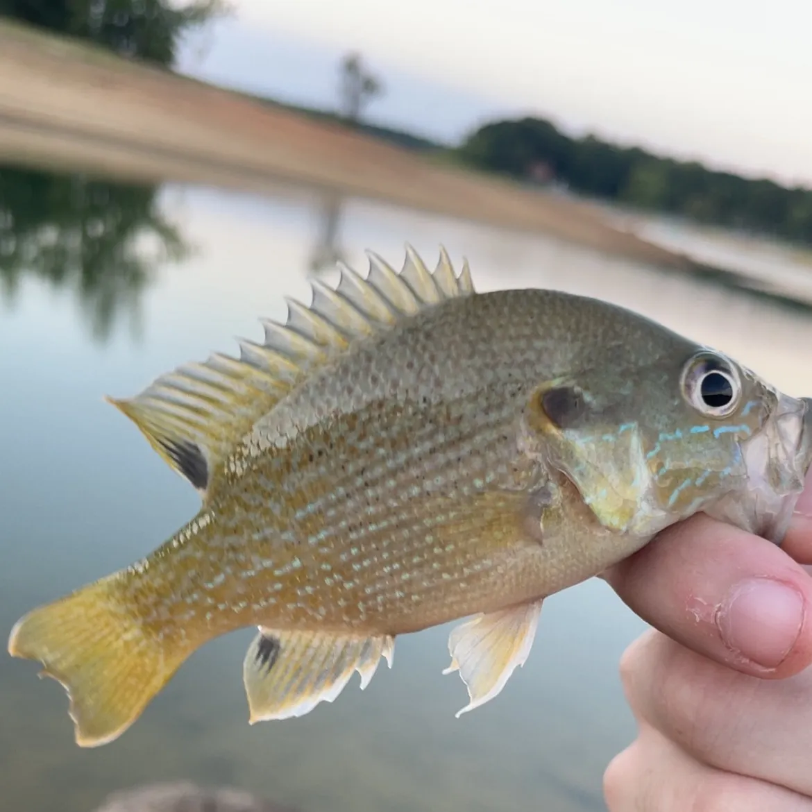 Green sunfish caught on Fishbrain