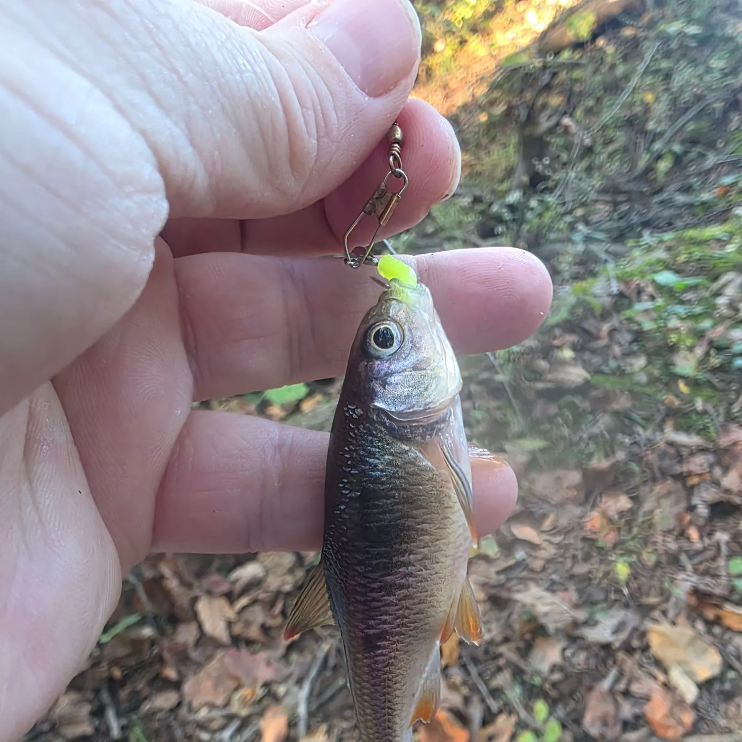 Common shiner caught on Fishbrain