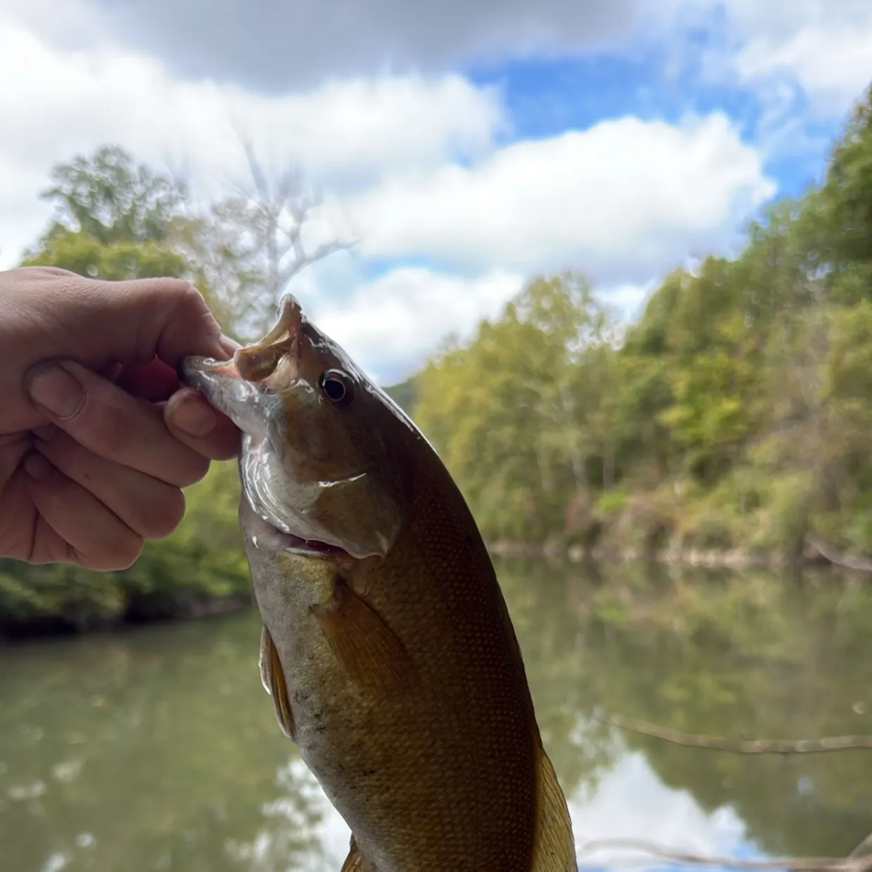 Smallmouth bass caught on Fishbrain