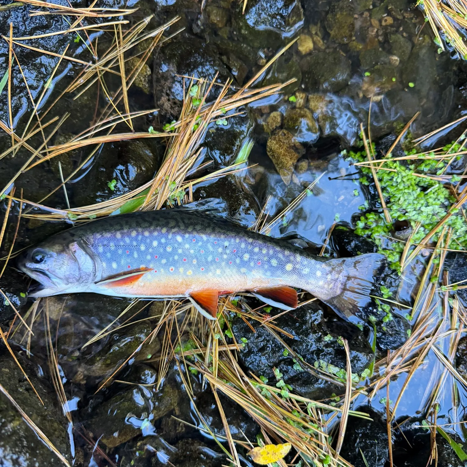Brook trout caught on Fishbrain