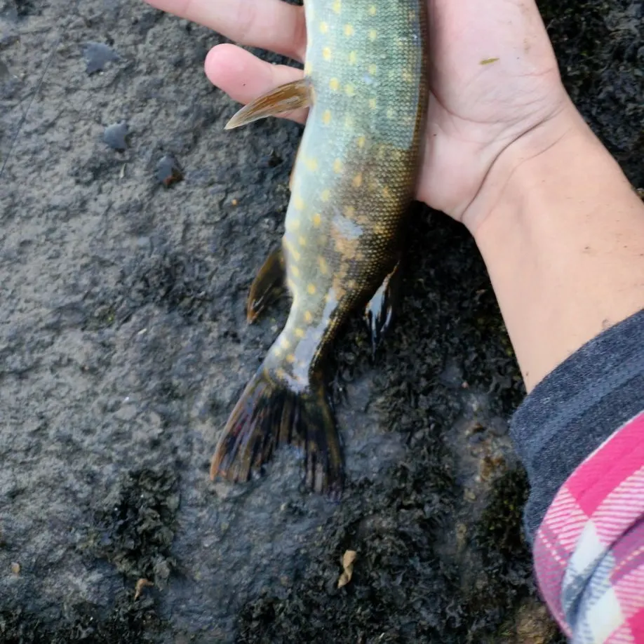 Northern pike caught on Fishbrain