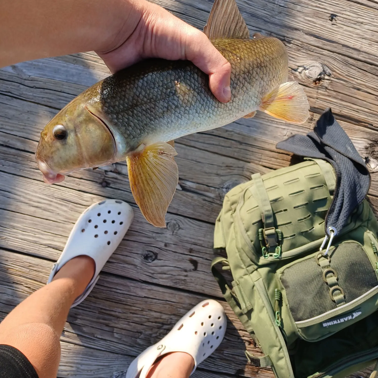 White sucker caught on Fishbrain