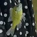 Fish caught on Fishbrain