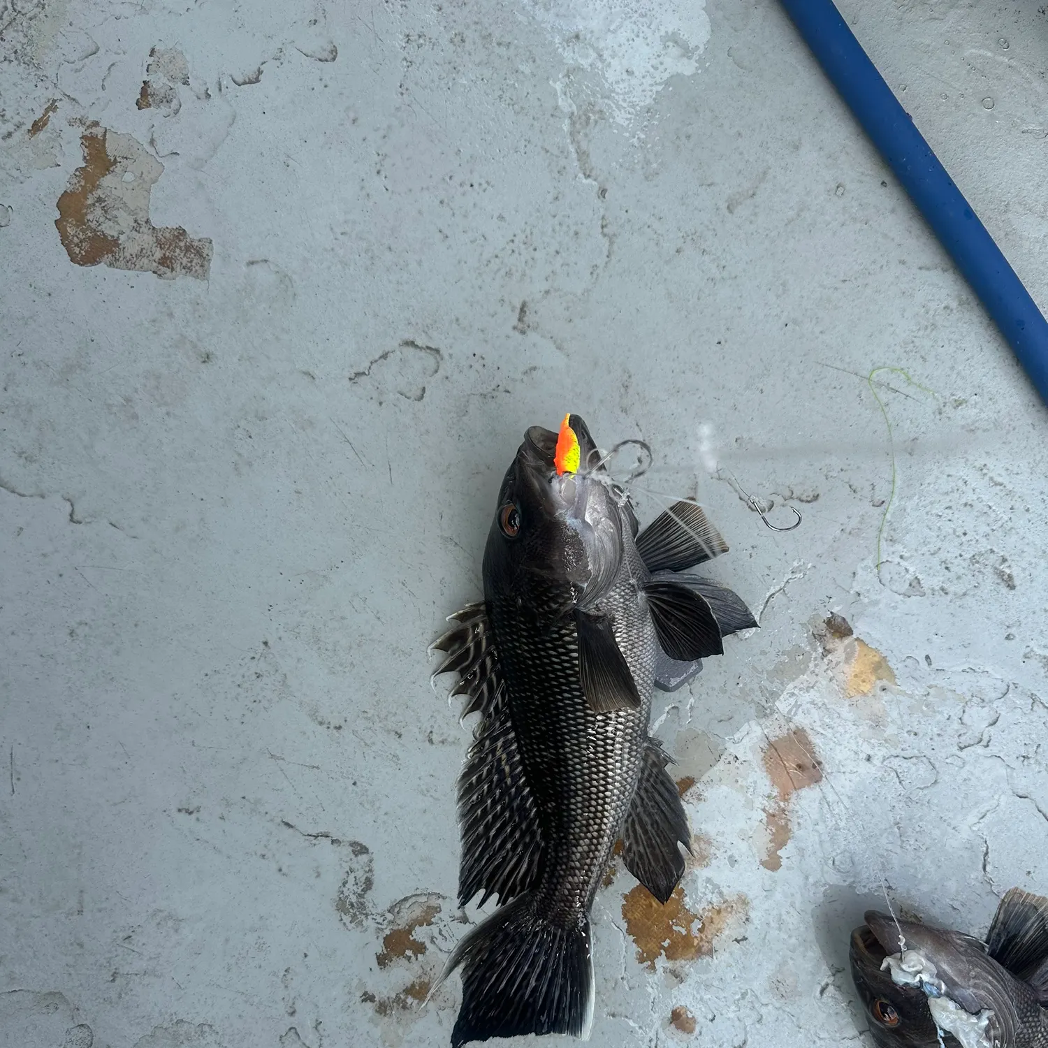 Black sea bass caught on Fishbrain