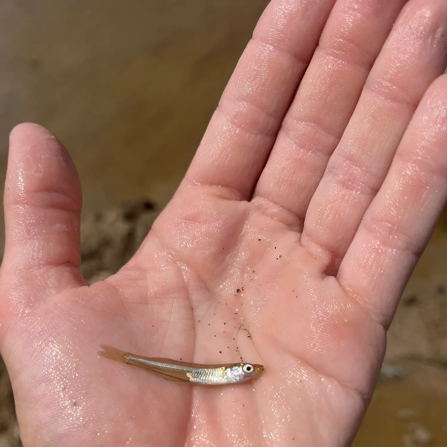 The most recent Atlantic silverside catches on Fishbrain