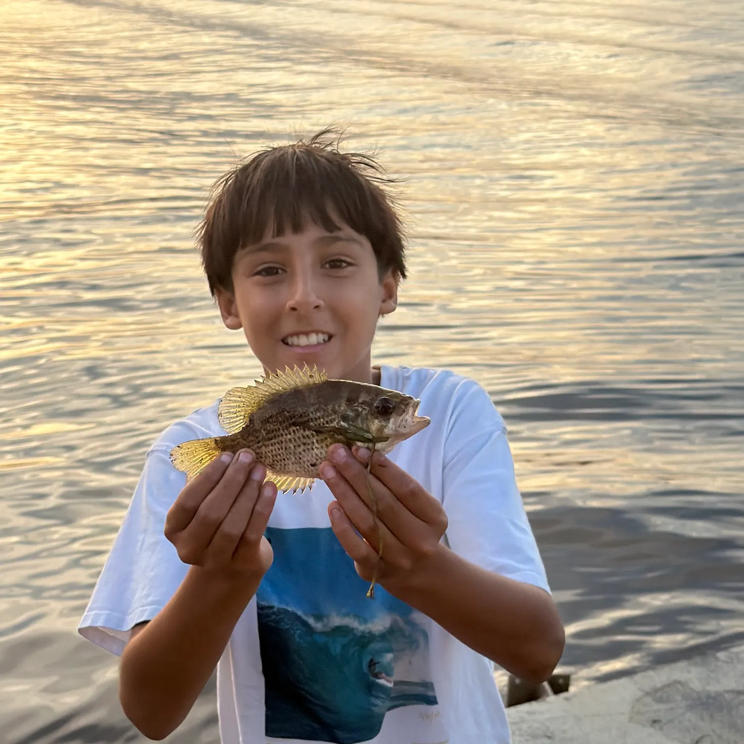 Rock bass caught on Fishbrain