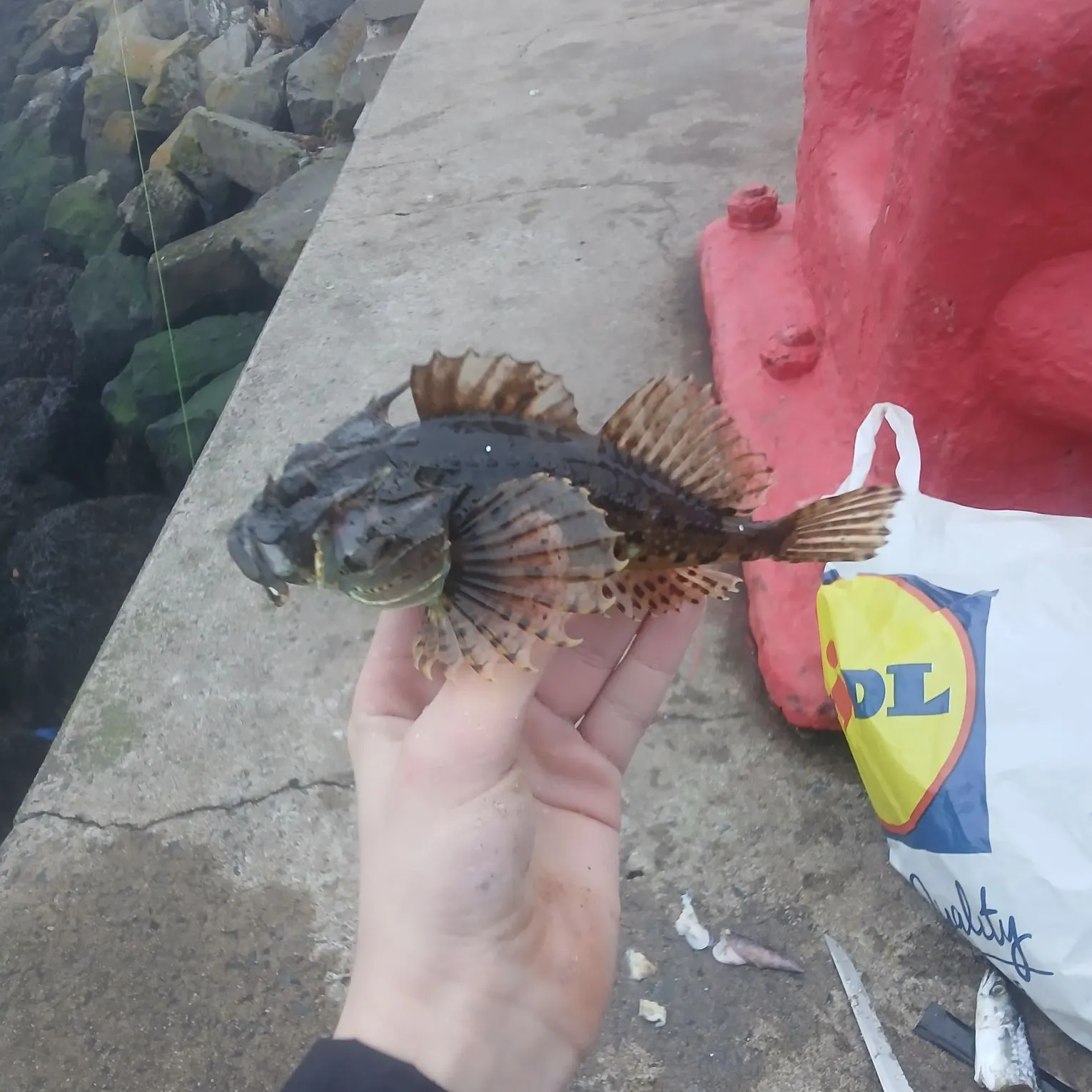 The most recent Golden scorpionfish catches on Fishbrain