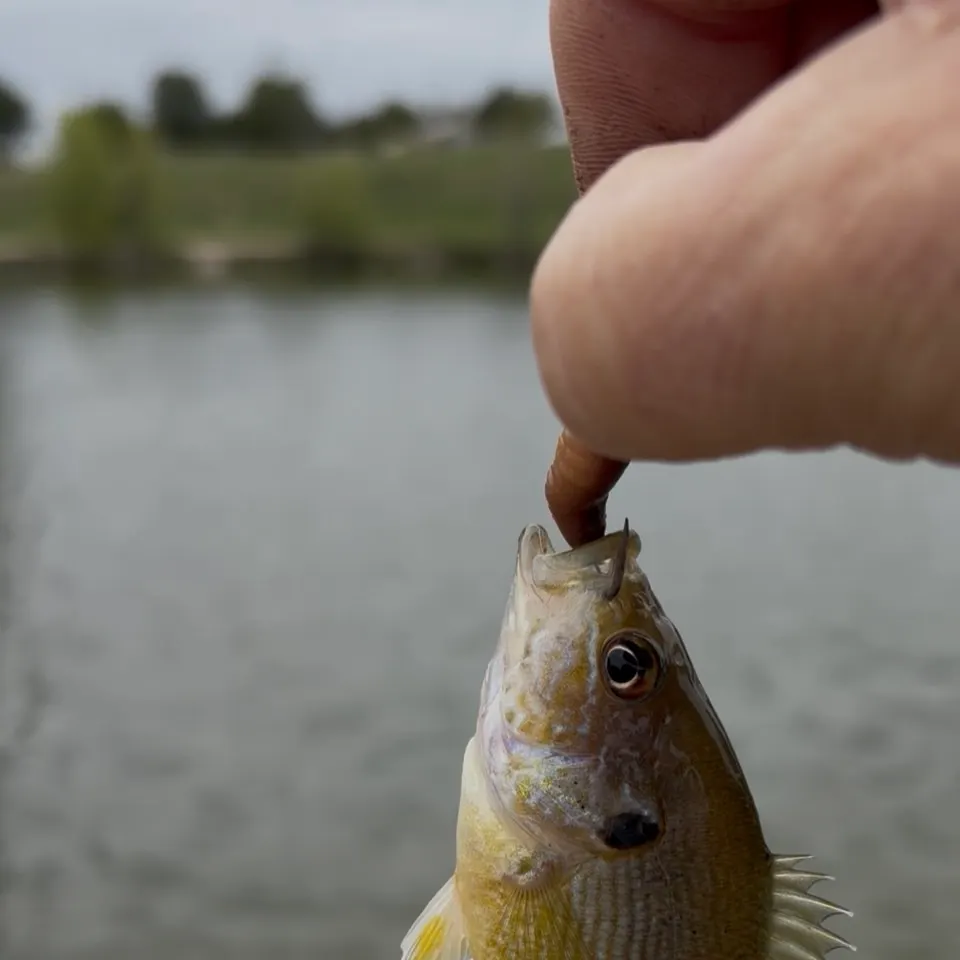 Green sunfish caught on Fishbrain