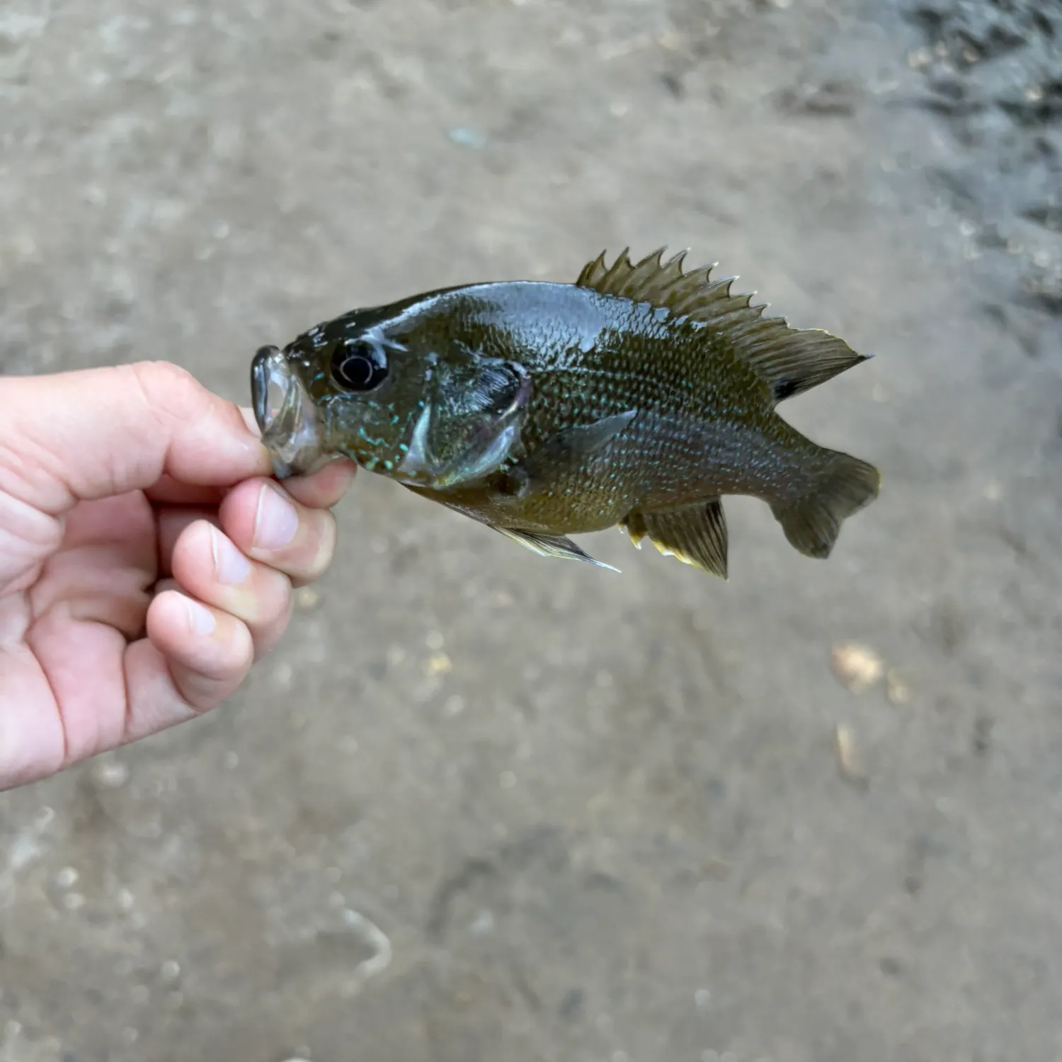 Fish caught on Fishbrain