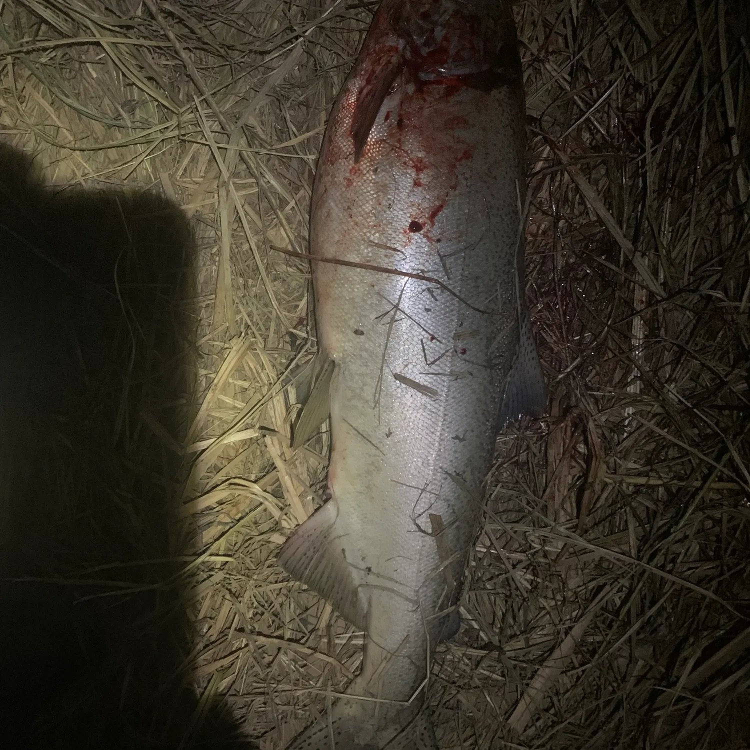 The most recent Atlantic salmon catches on Fishbrain