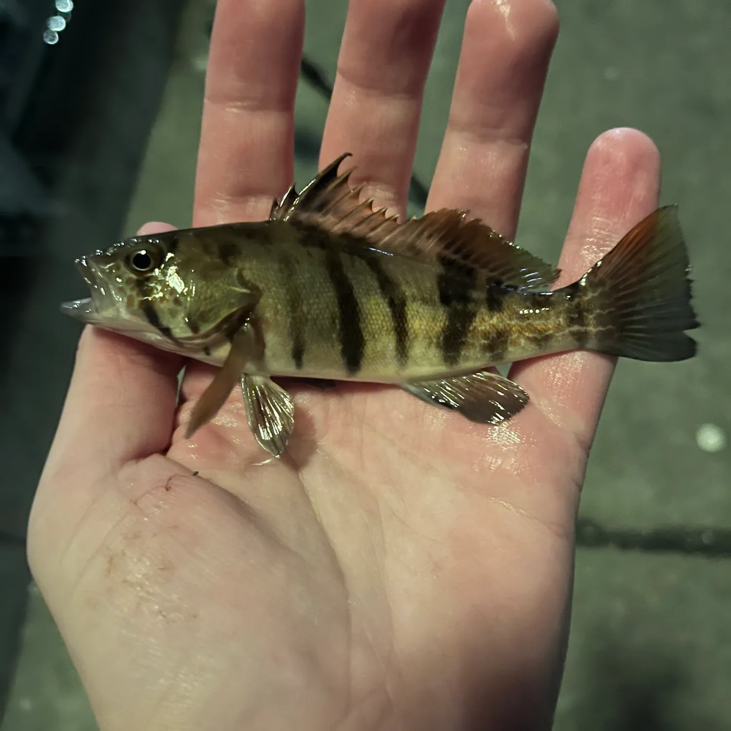 The most recent Barred sand bass catches on Fishbrain