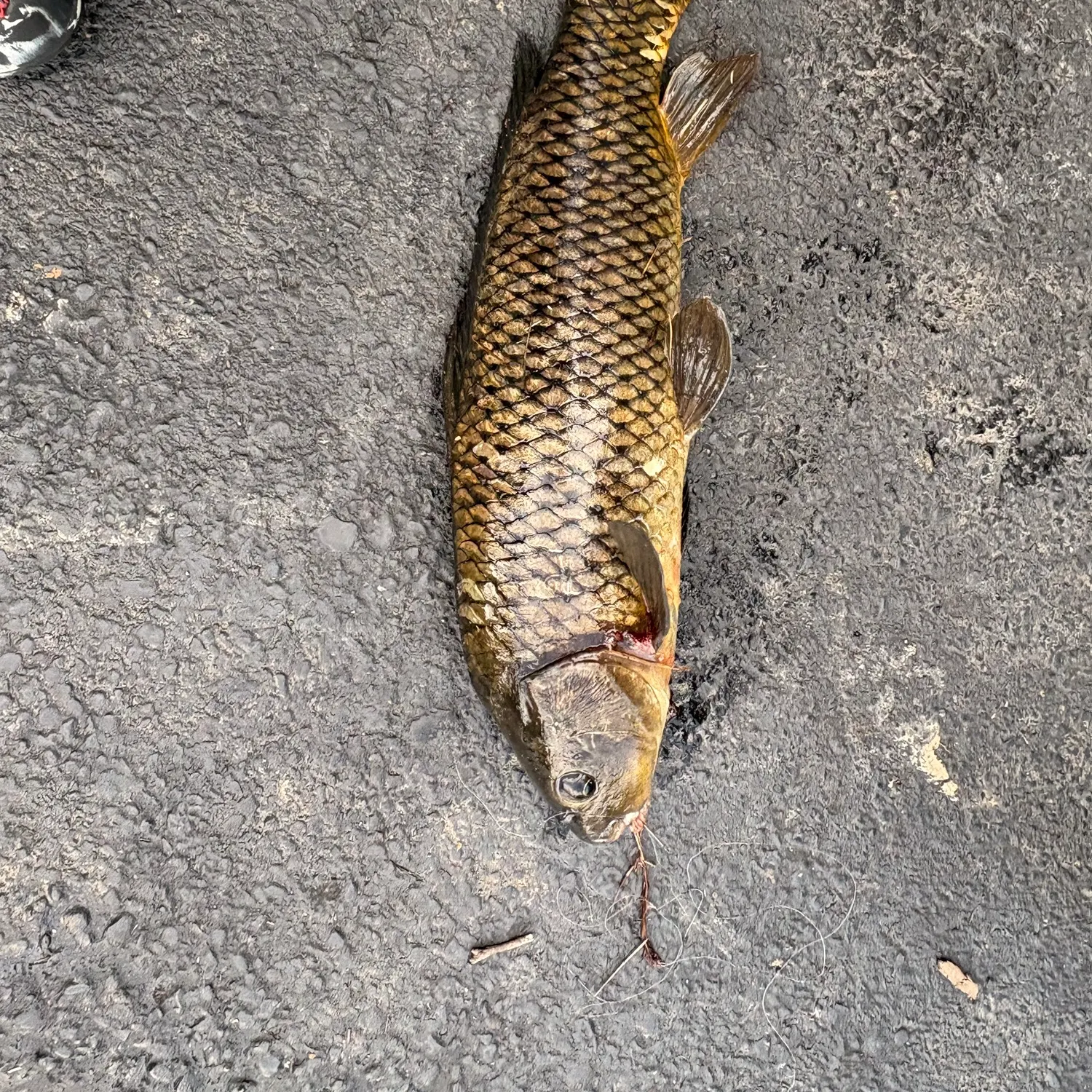 Common carp caught on Fishbrain