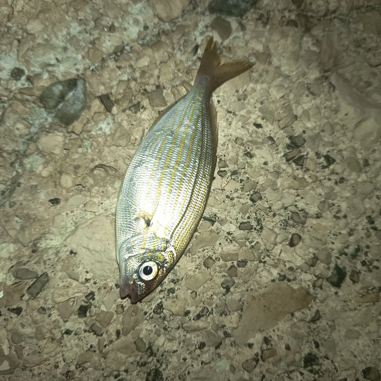 Salema porgy caught on Fishbrain