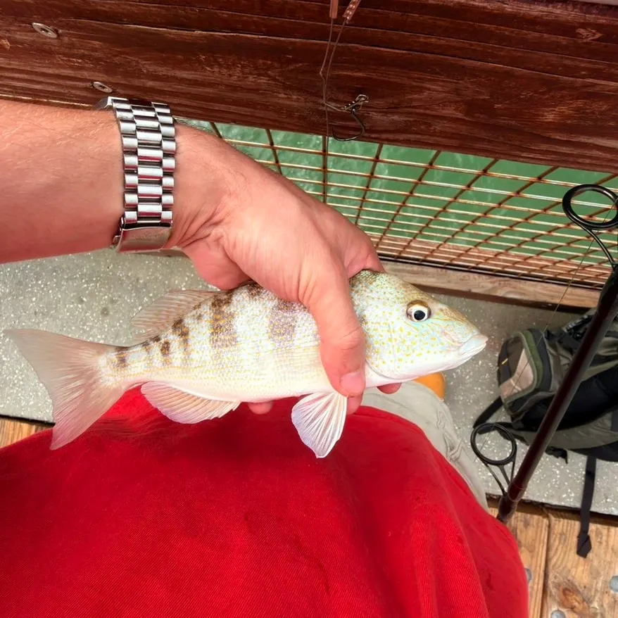 Pigfish caught on Fishbrain
