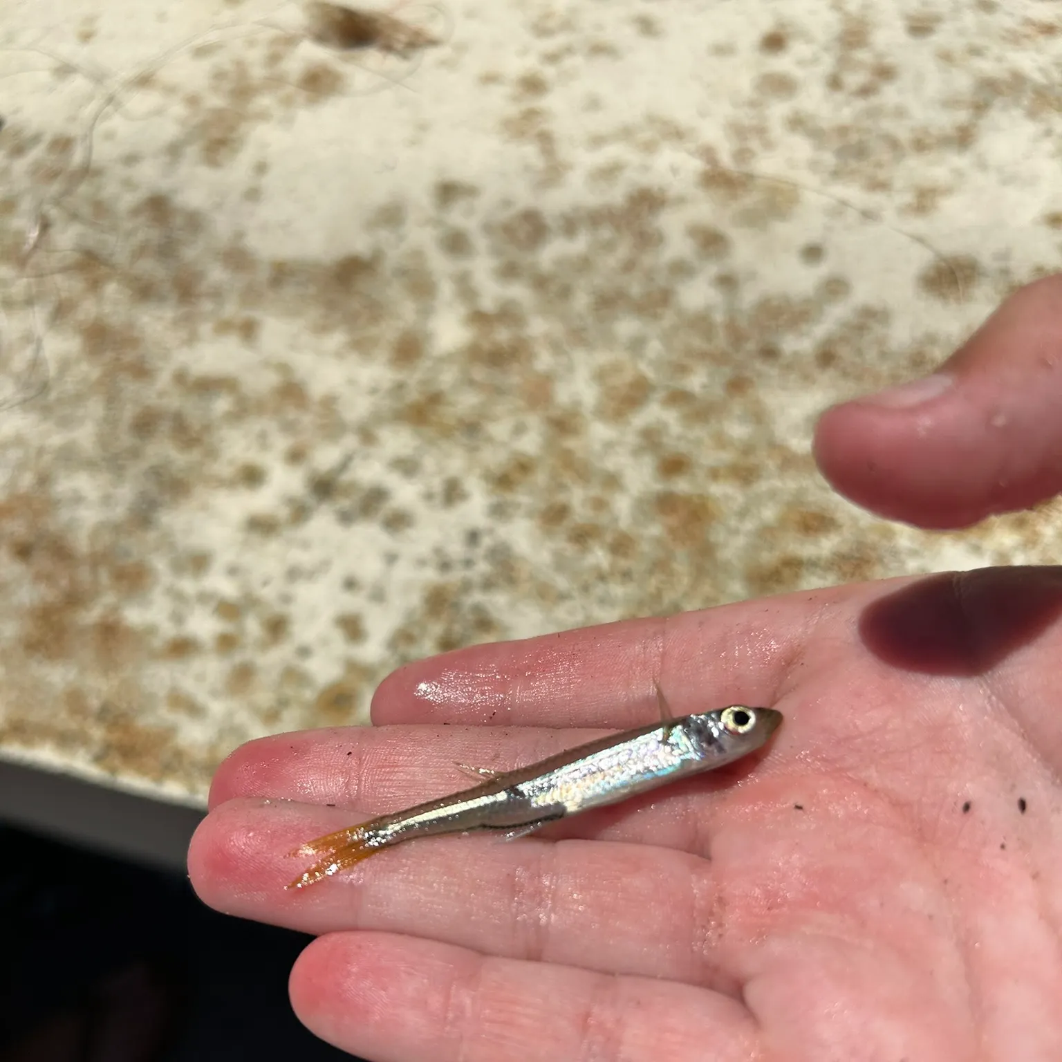 The most recent Atlantic silverside catches on Fishbrain