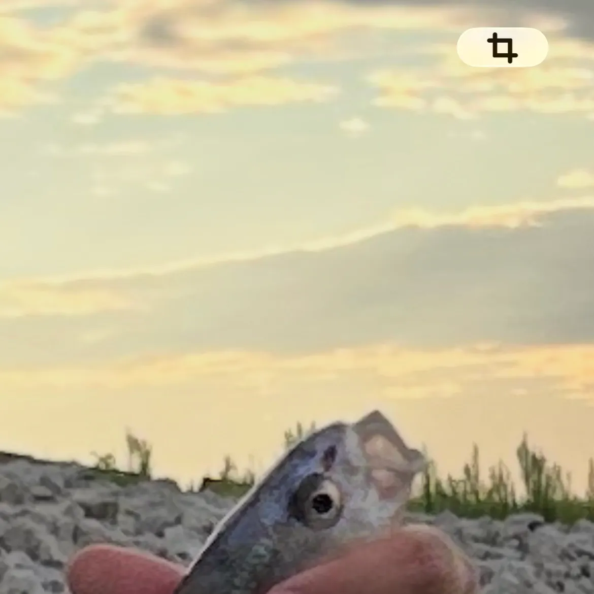 White bass caught on Fishbrain