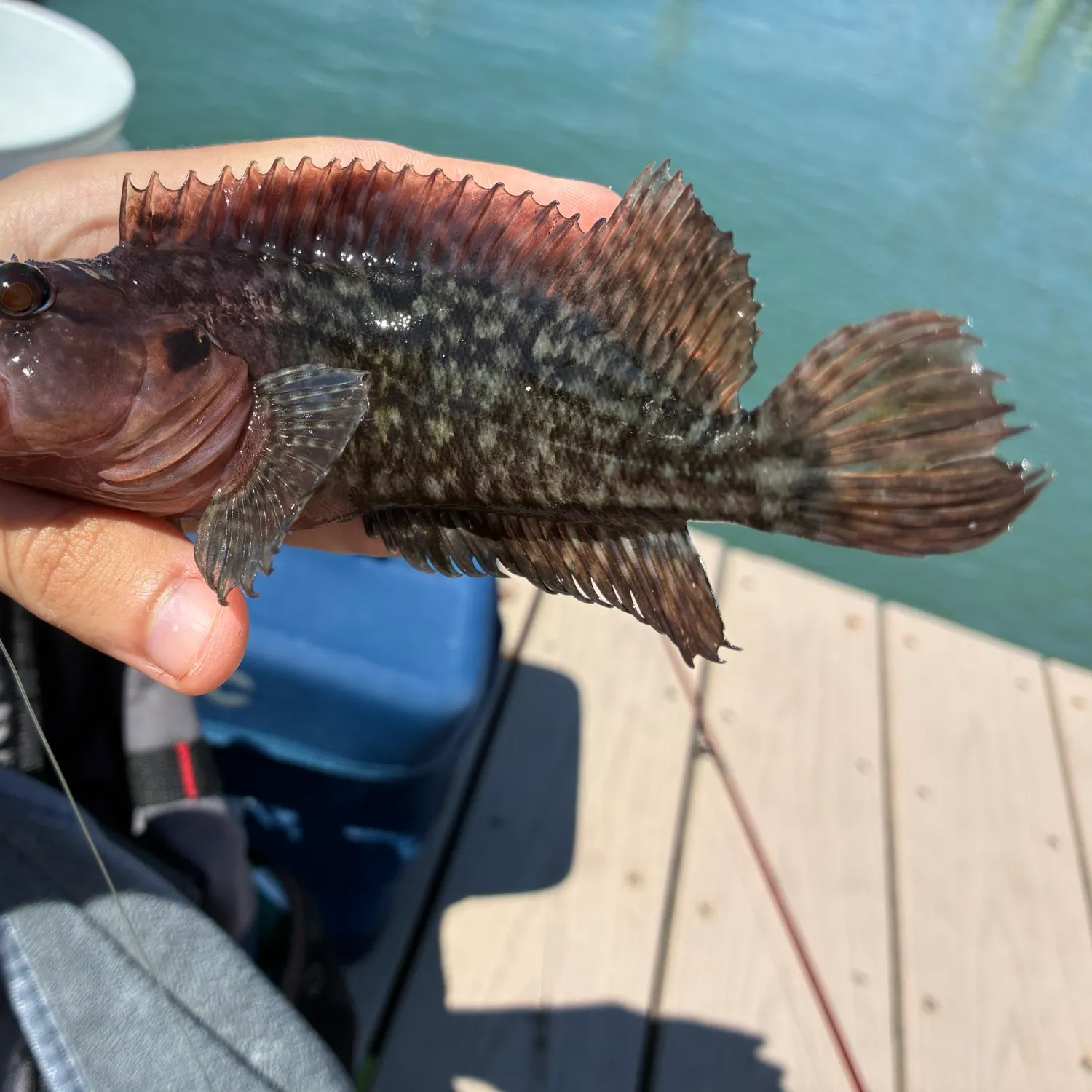 The most recent Masquerader hairy blenny catches on Fishbrain