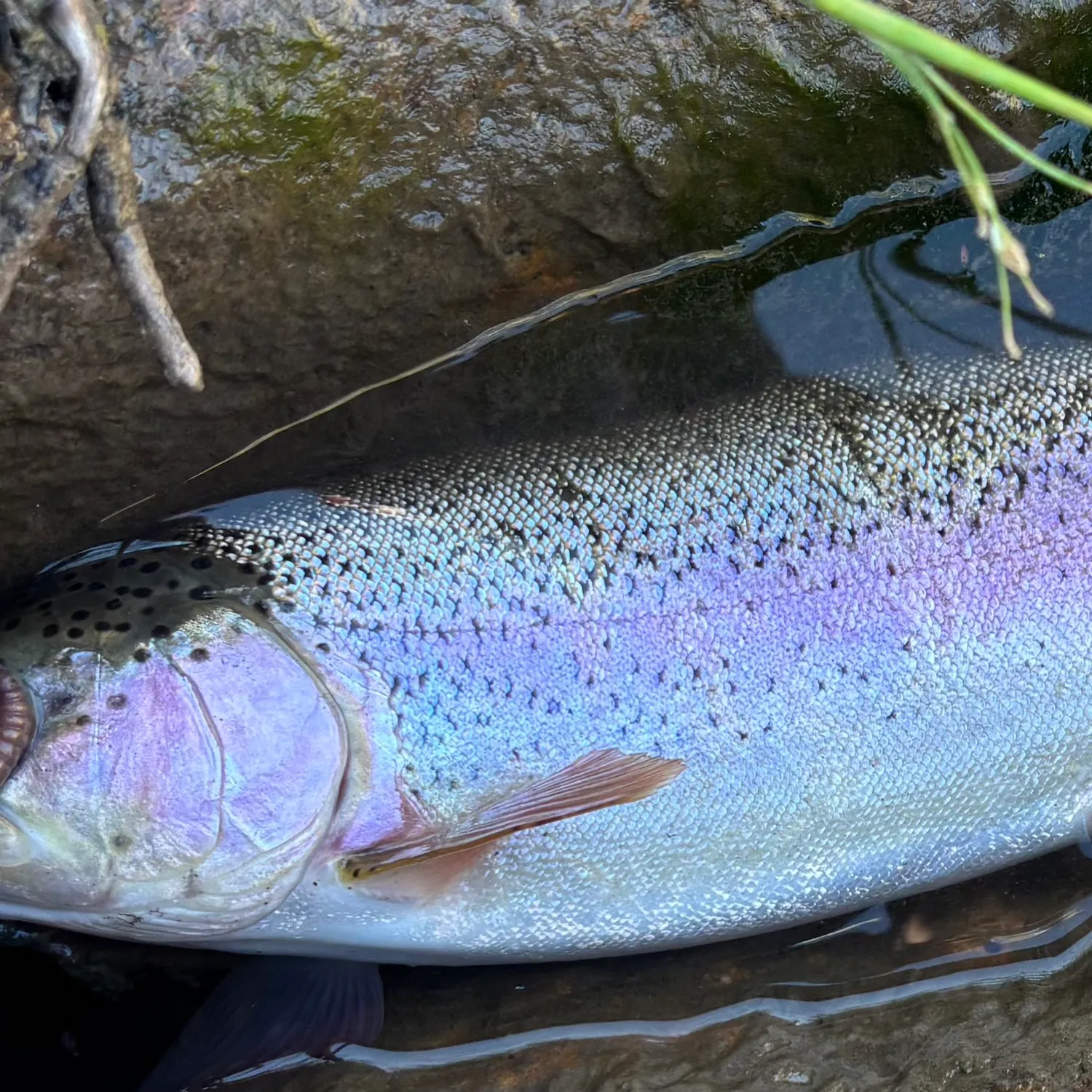 Fishing in Reno, NV (United States) ️️️️ Find Spots, Species & Tips