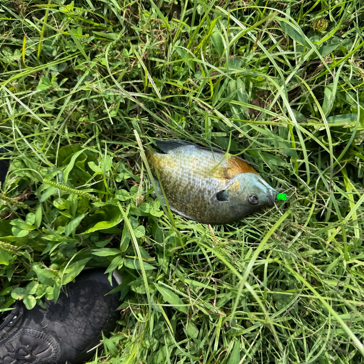 Bluegill caught on Fishbrain