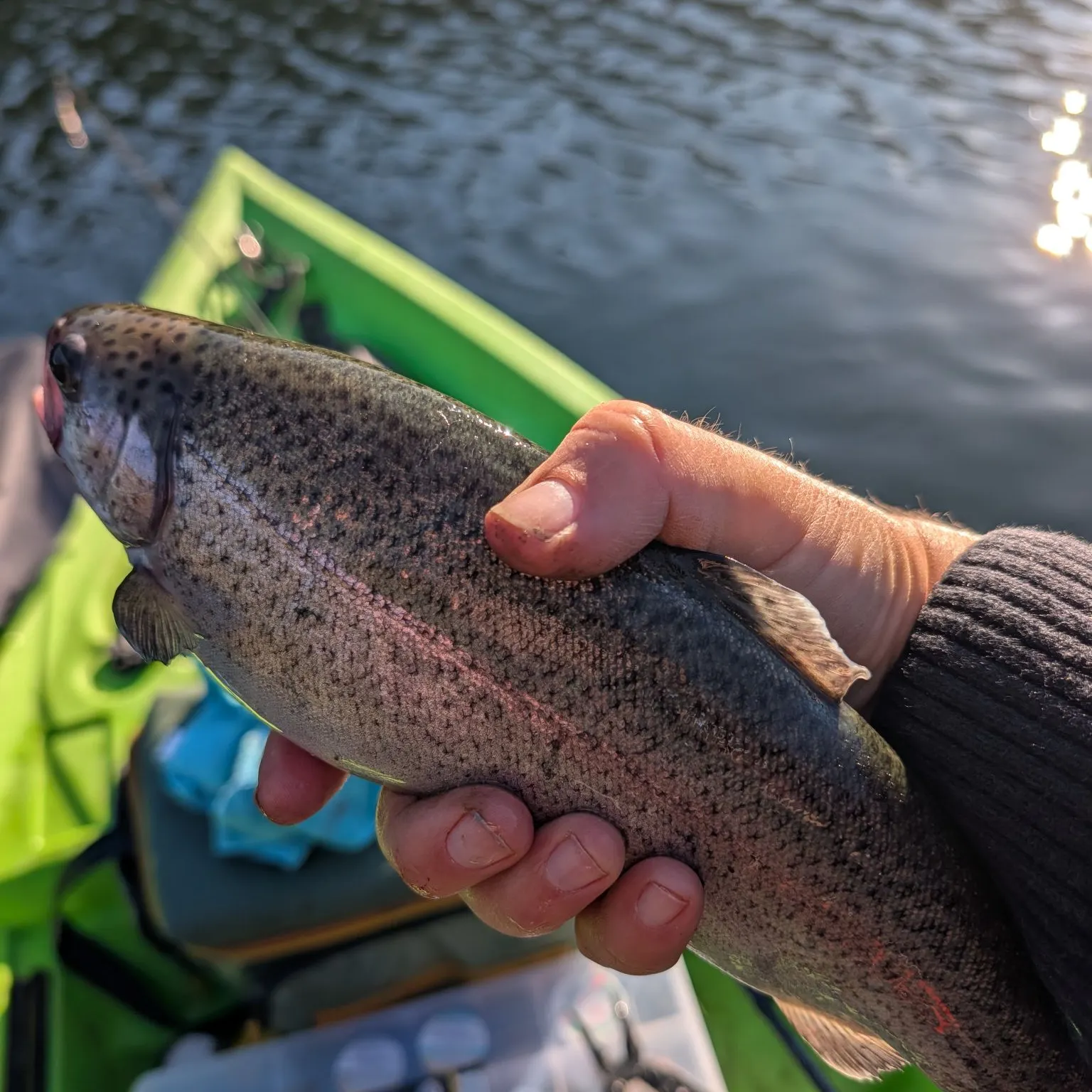 Rainbow trout caught on Fishbrain