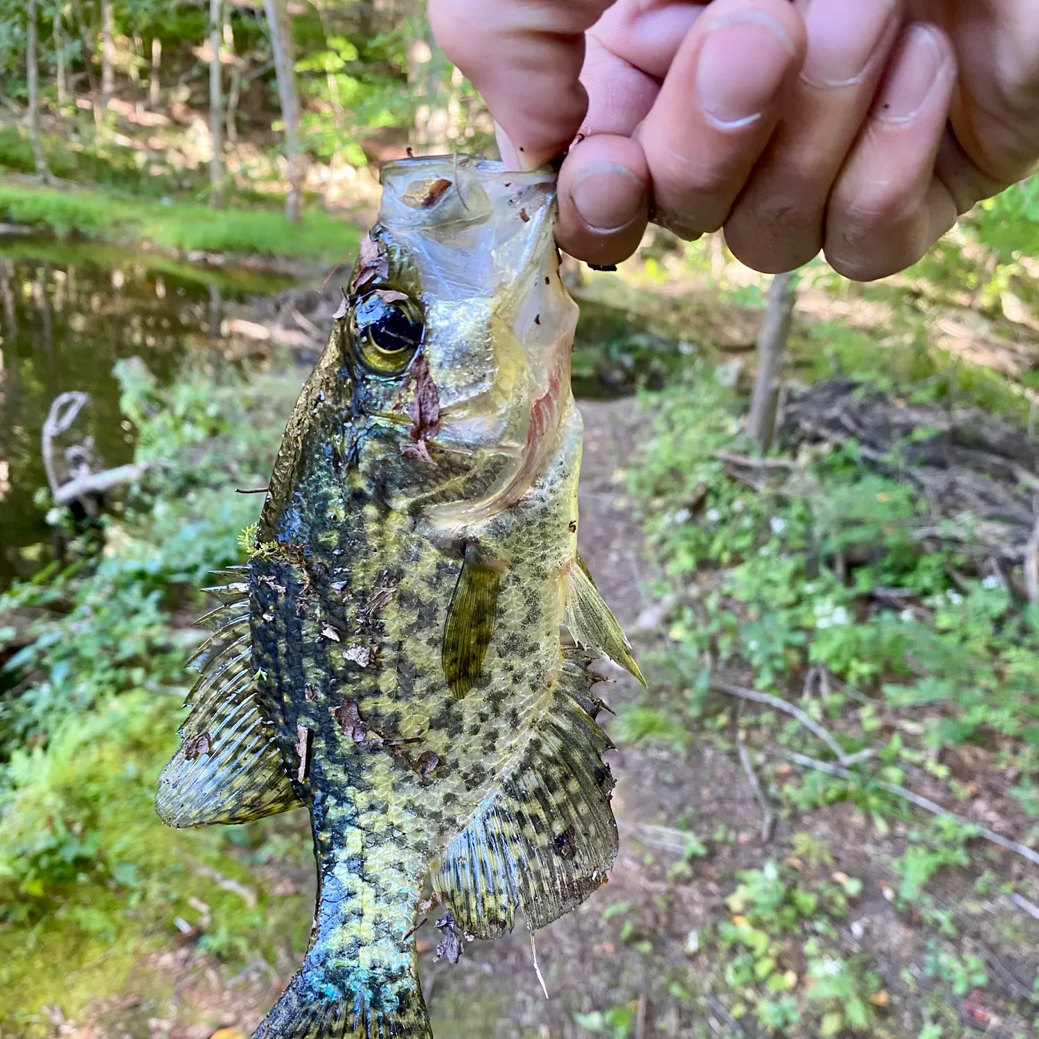 Black crappie caught on Fishbrain