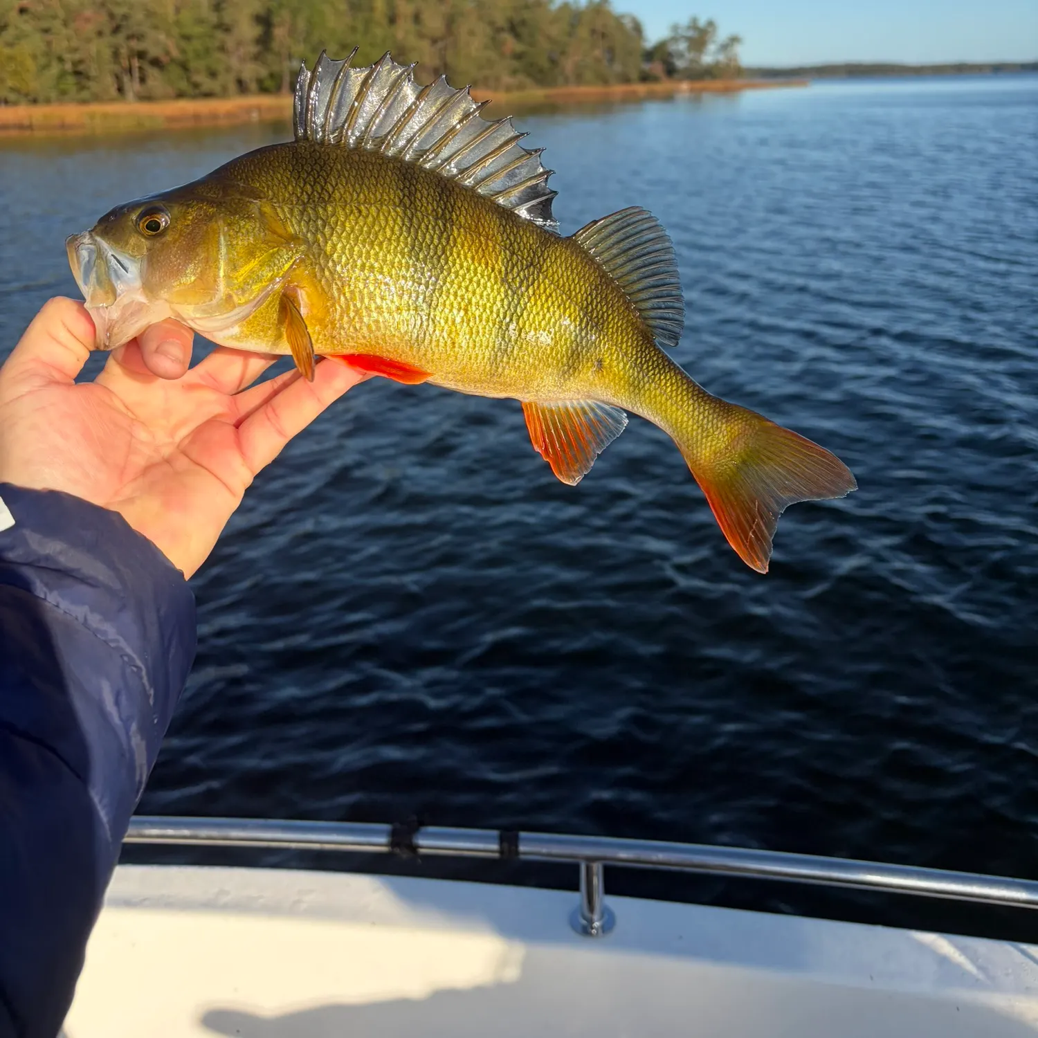 European perch caught on Fishbrain