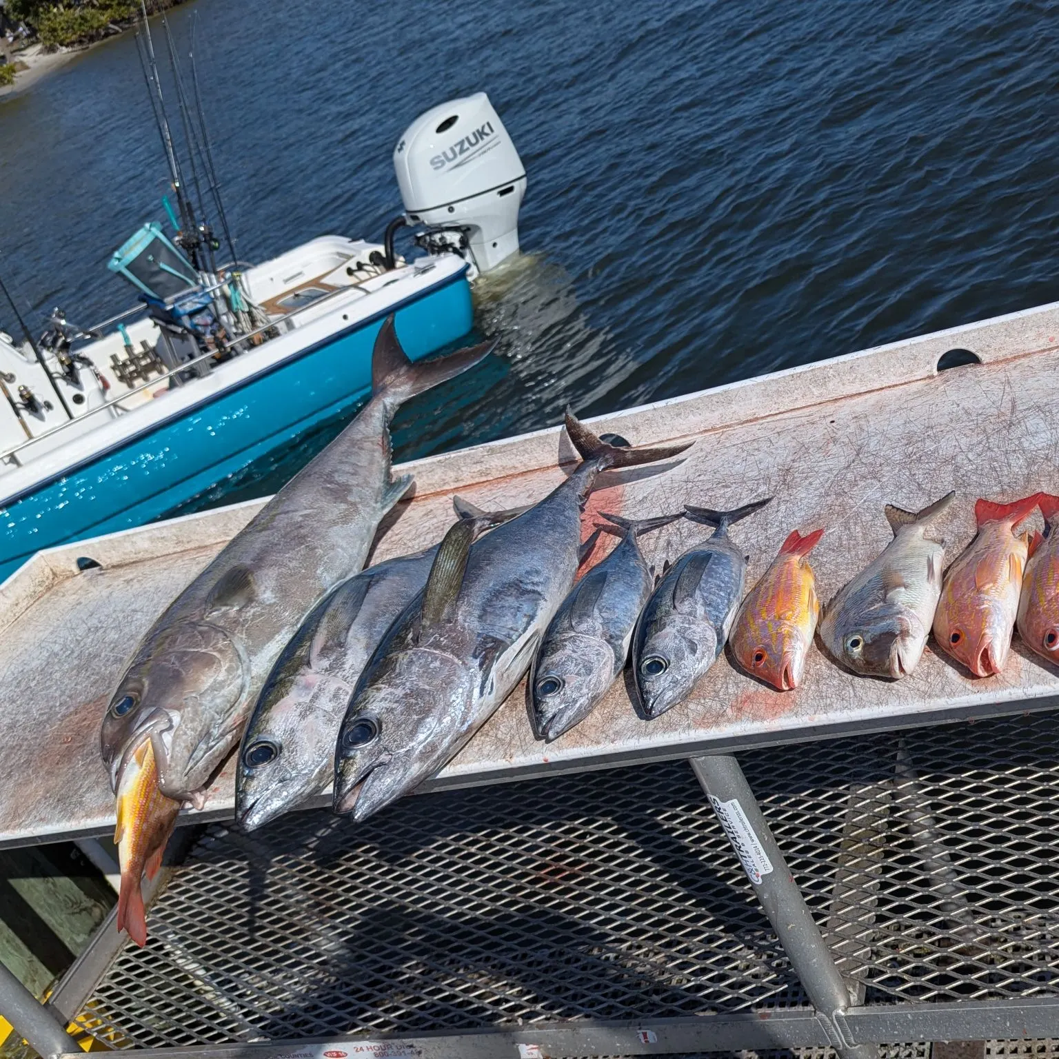 The most recent Almaco jack catches on Fishbrain